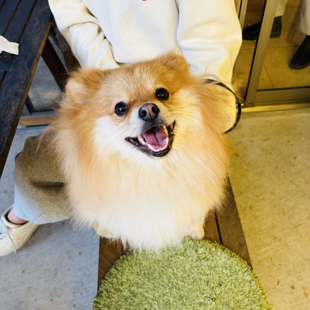 【高知県吾川郡いの町】犬と行けるピザ屋さん「畑山ガーデン」に行ってきたよ